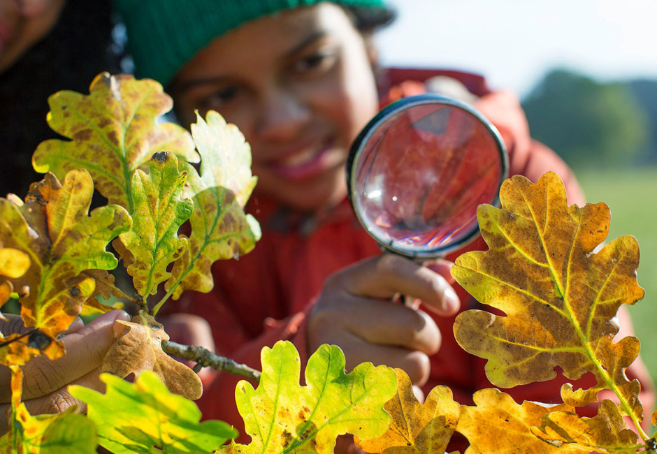 identifying toxic plants