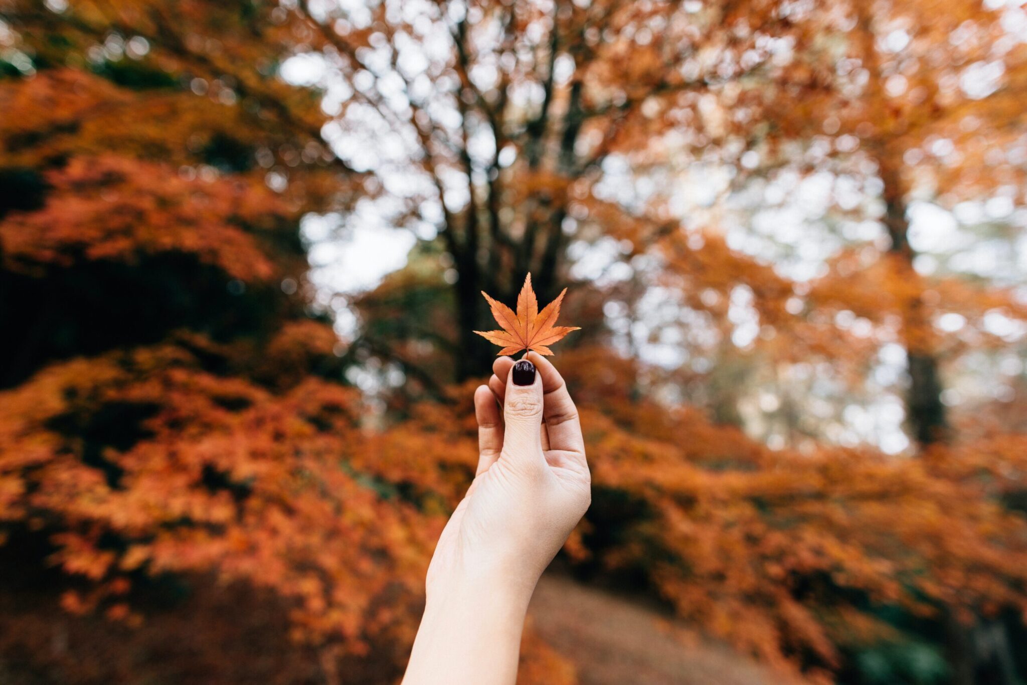 erico-marcelino-nN65rcCooJw-unsplash