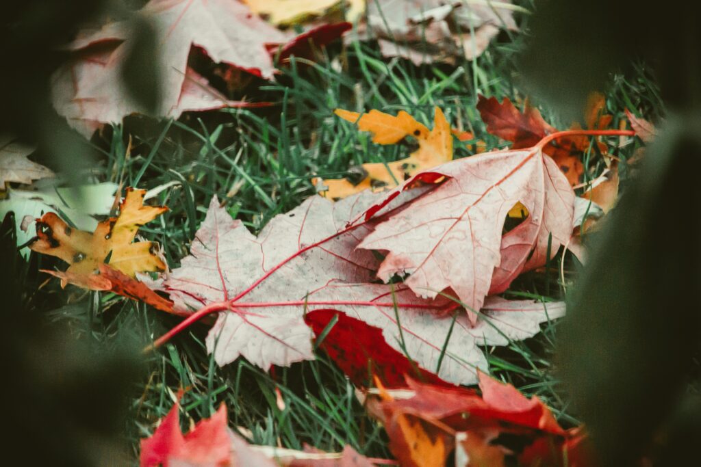 nong-cnNzlMNPRwc-unsplash