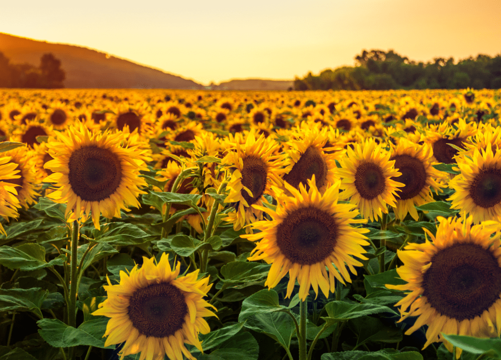 sensory plant sunflowers