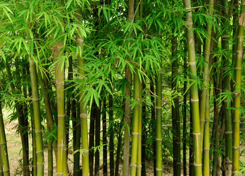 sensory plant bamboo