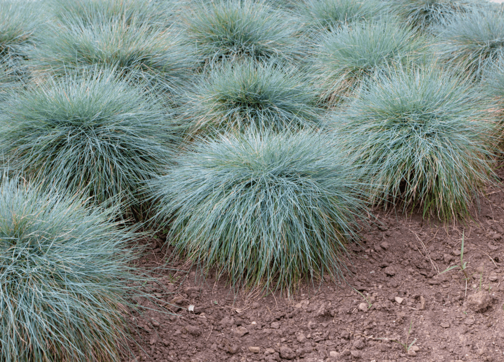 sensory plant ornamental grass