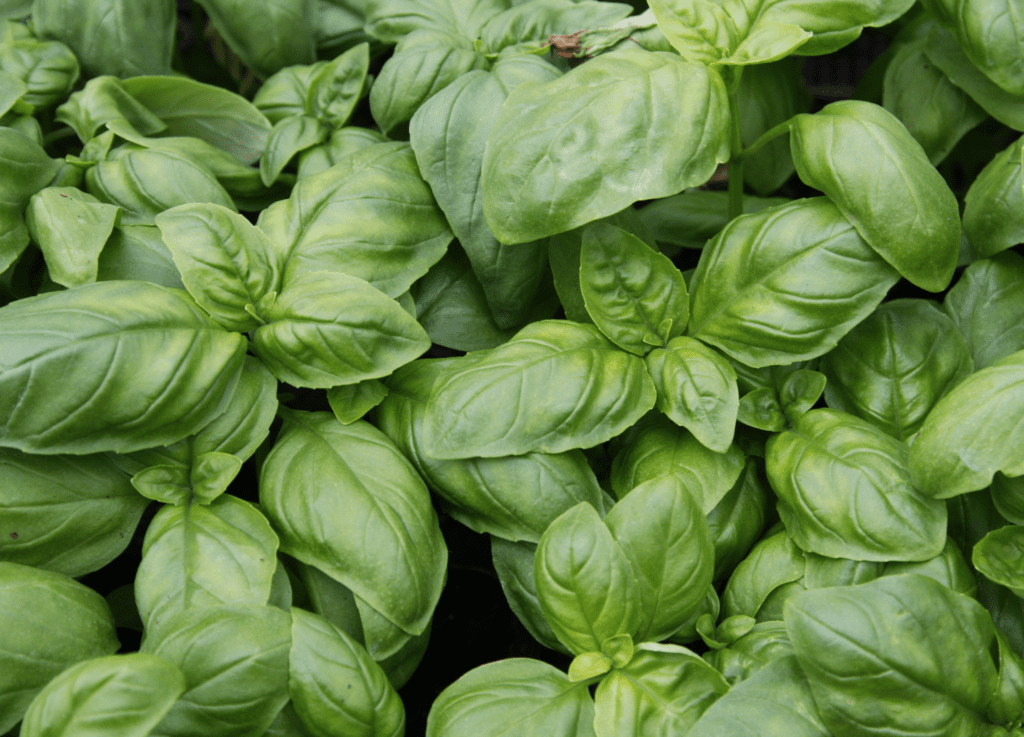 sensory plant basil