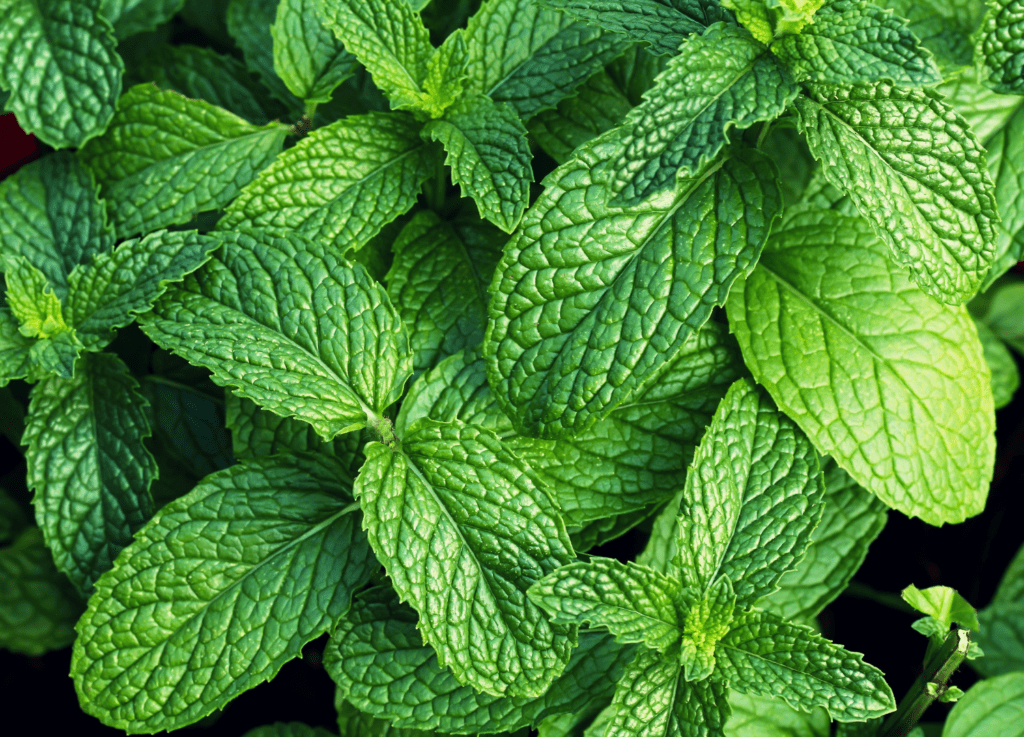 sensory plant mint