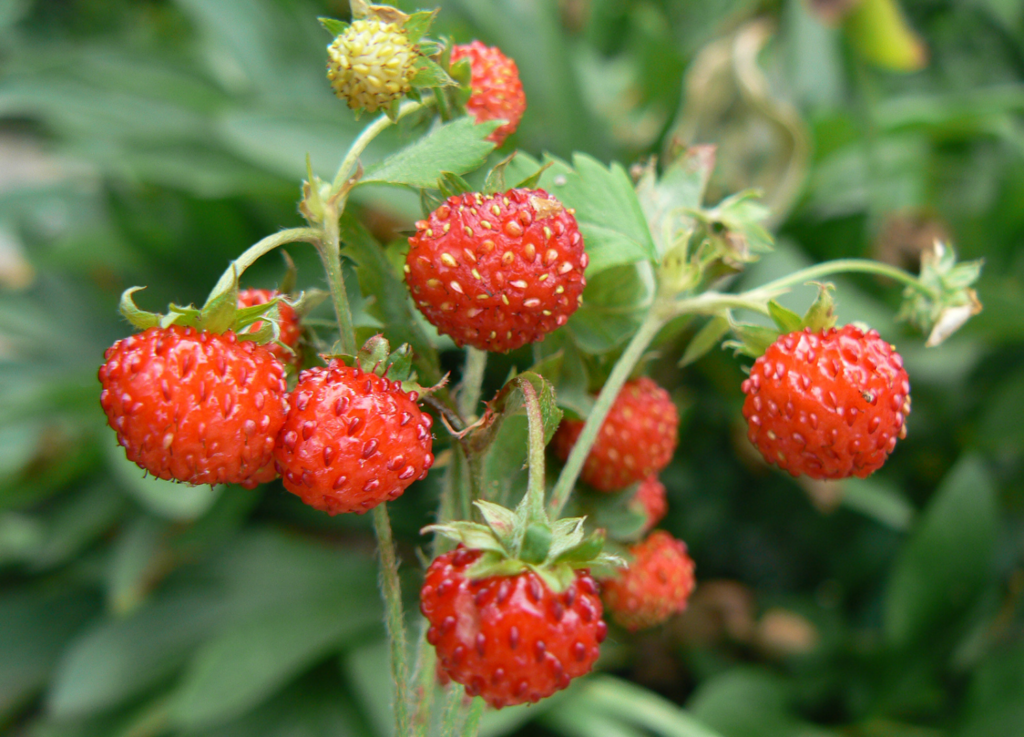 sensory plant woodland strawberries