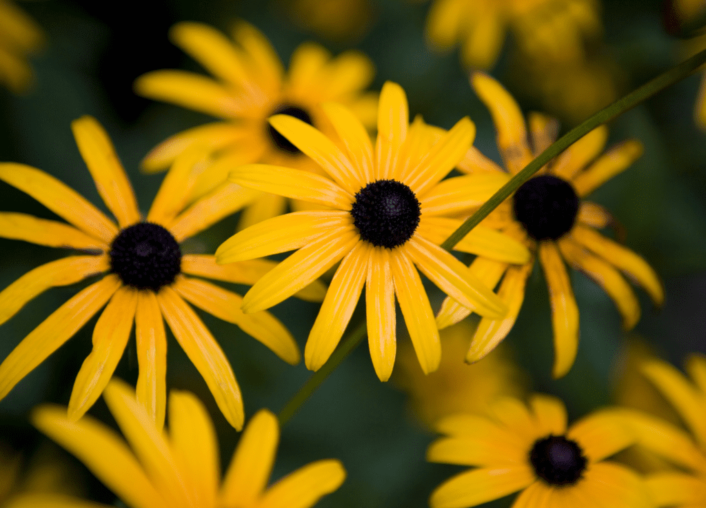 sensory plant black eyed susan