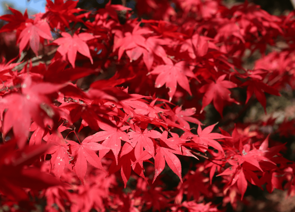 sensory plant japanese maple
