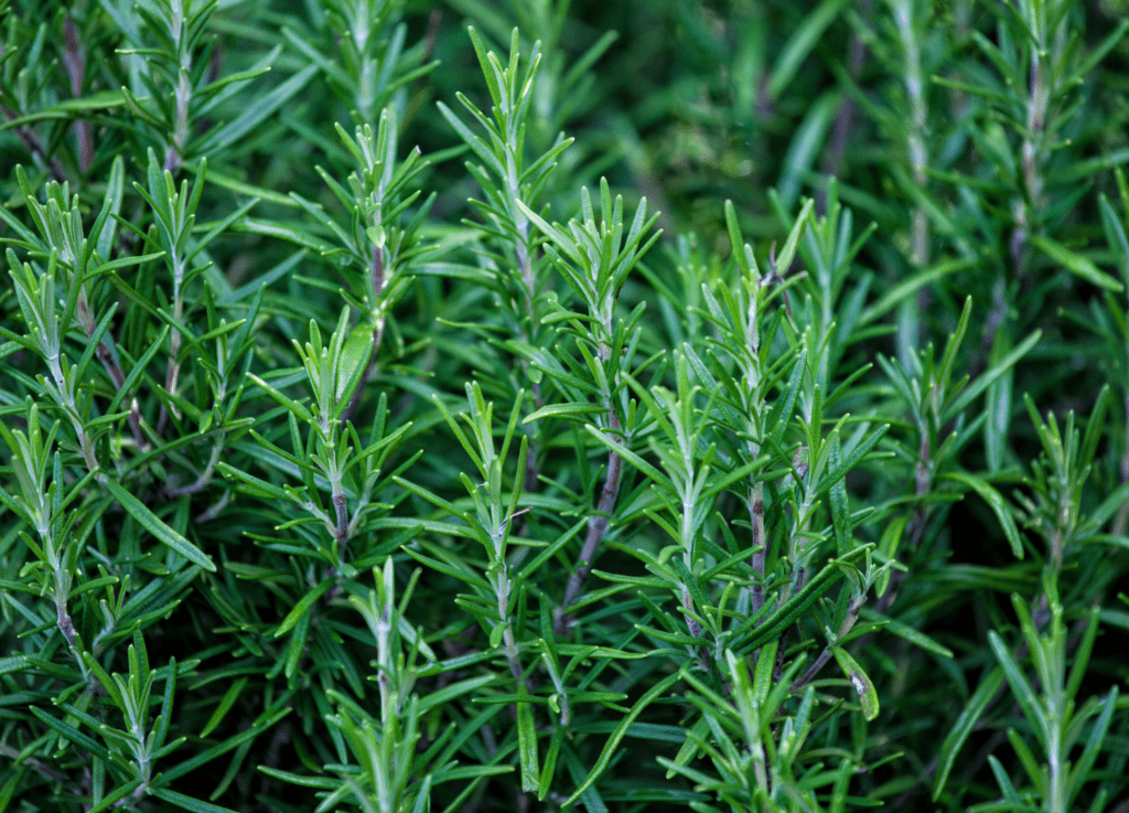 sensory plant rosemary