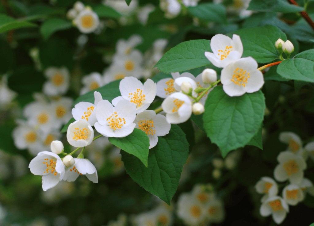 sensory plant mock orange