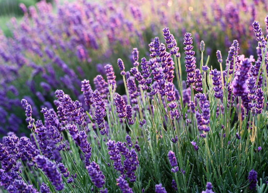 sensory plant lavender
