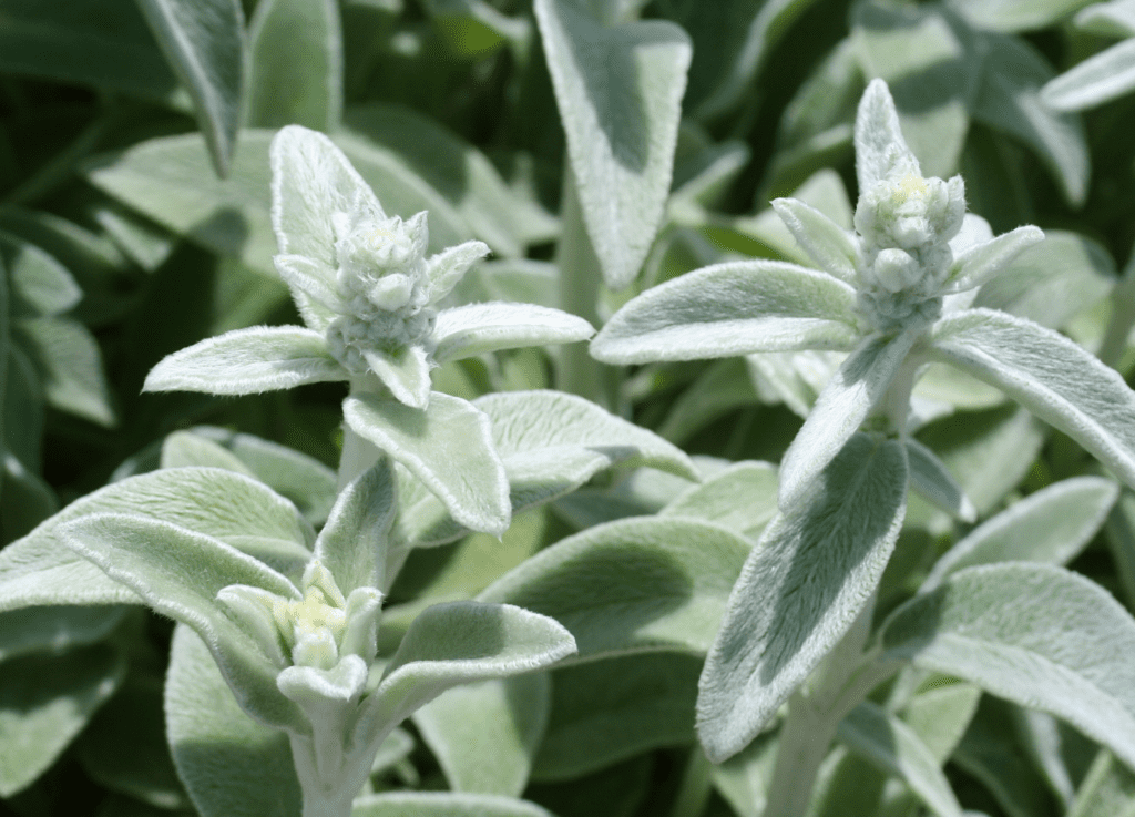 sensory plant lamb's ear