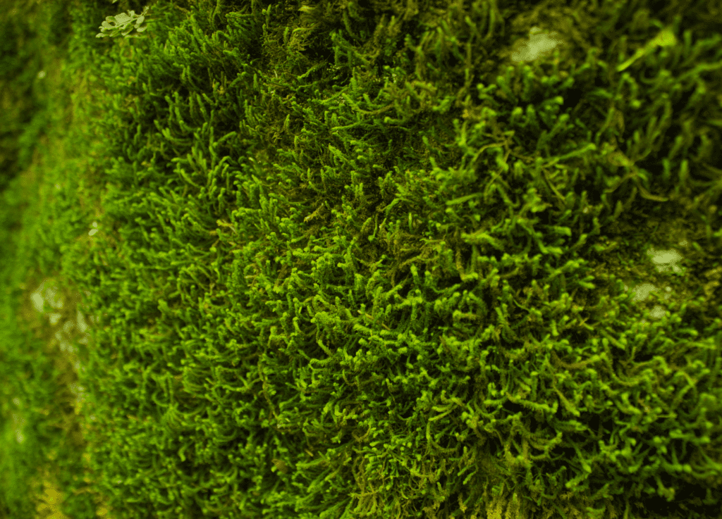 sensory plant moss