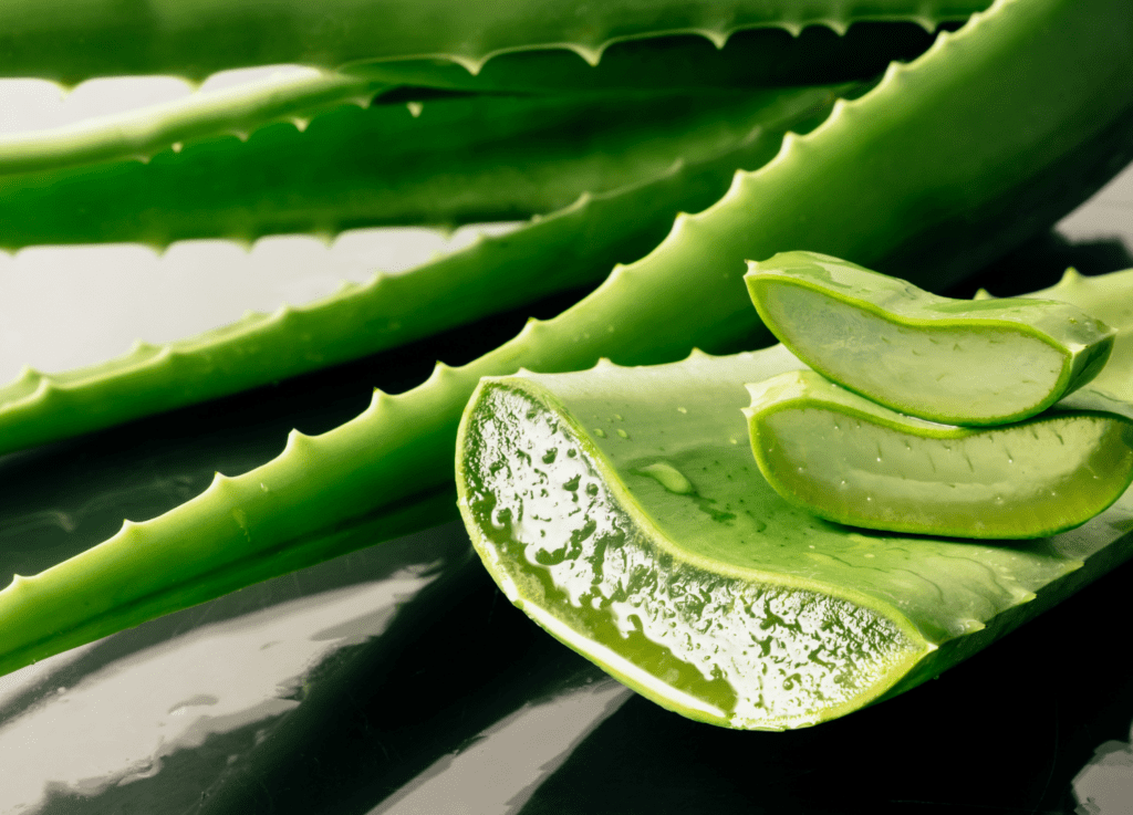 sensory plant aloe vera