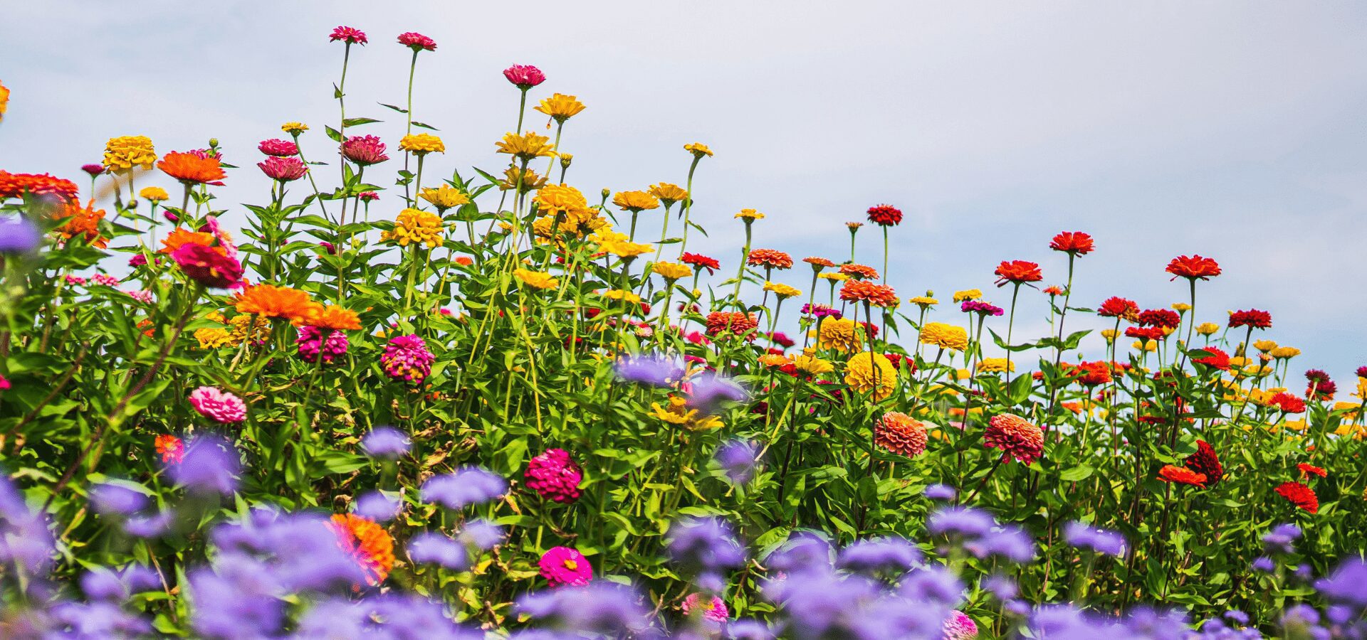 plant care equals self care