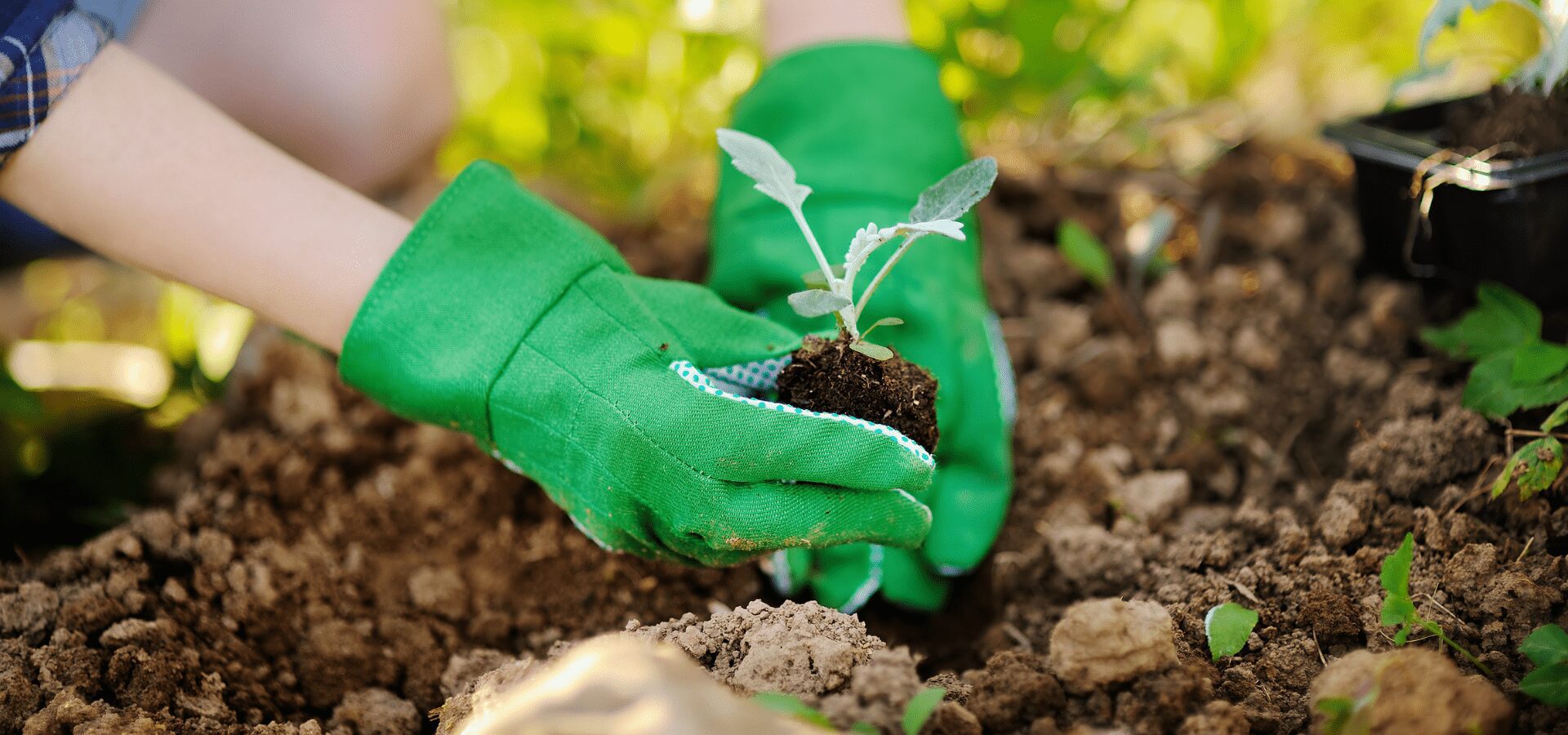Transplanting, transition and change
