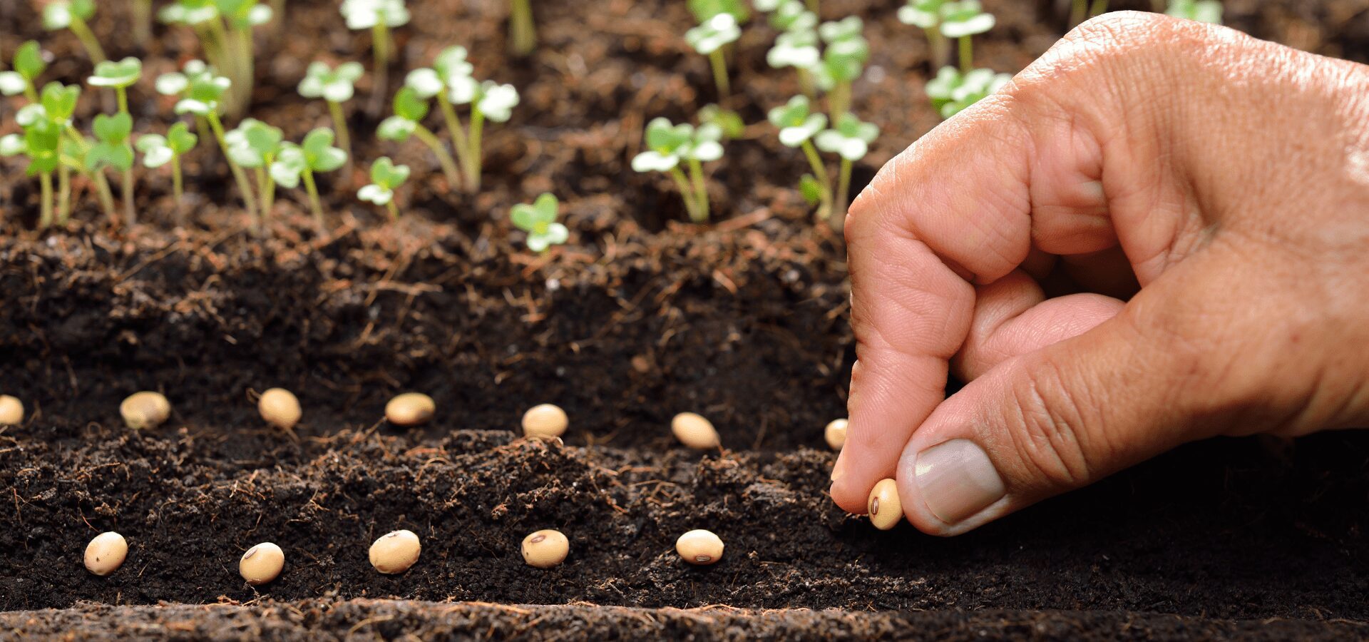 seed starting and mindfulness