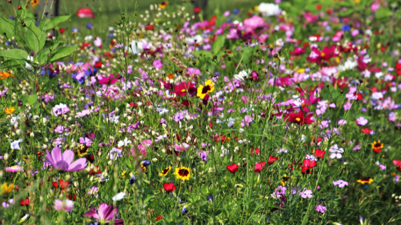 Therapeutic Garden Design