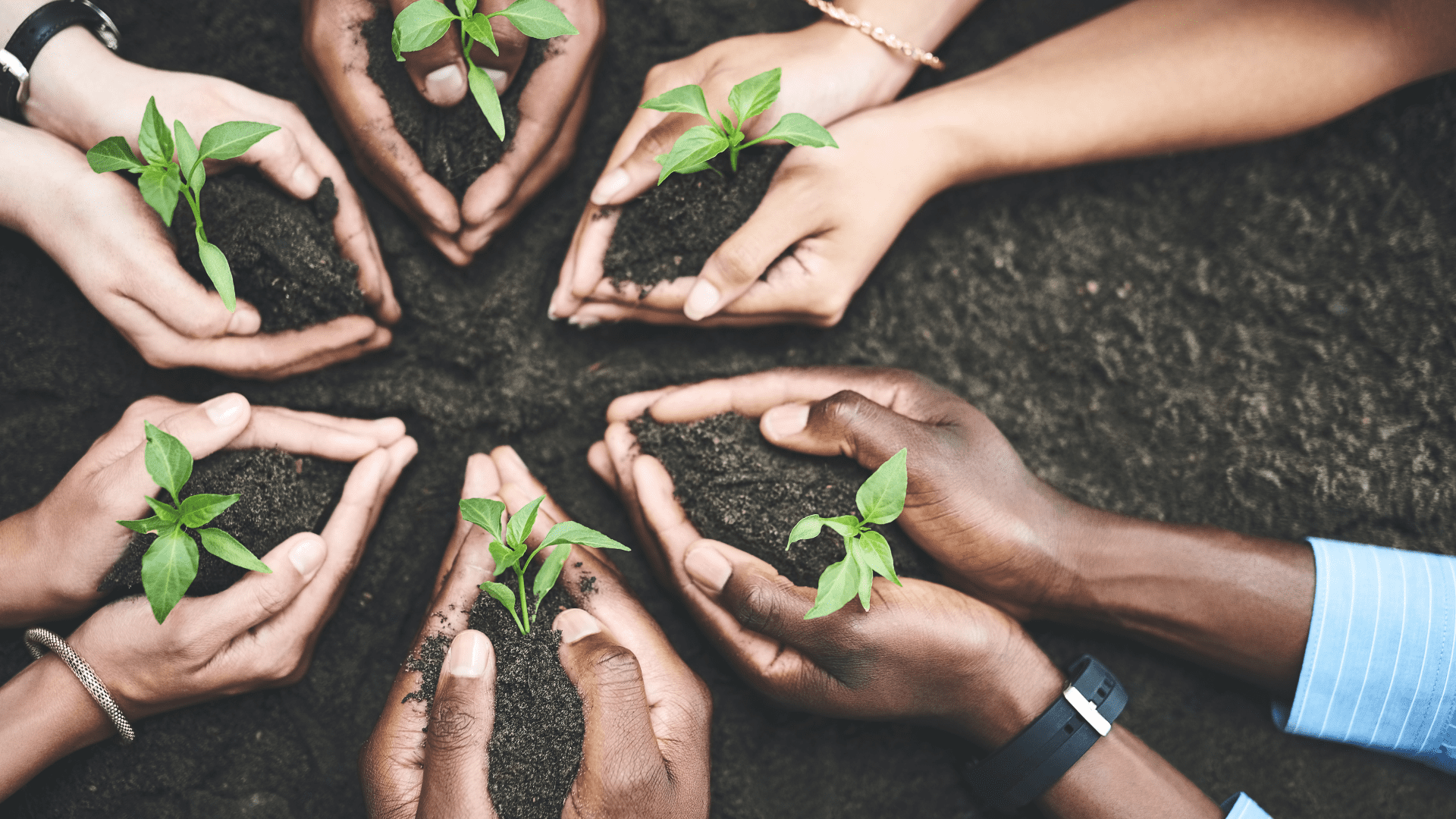 therapeutic horticulture for organizations
