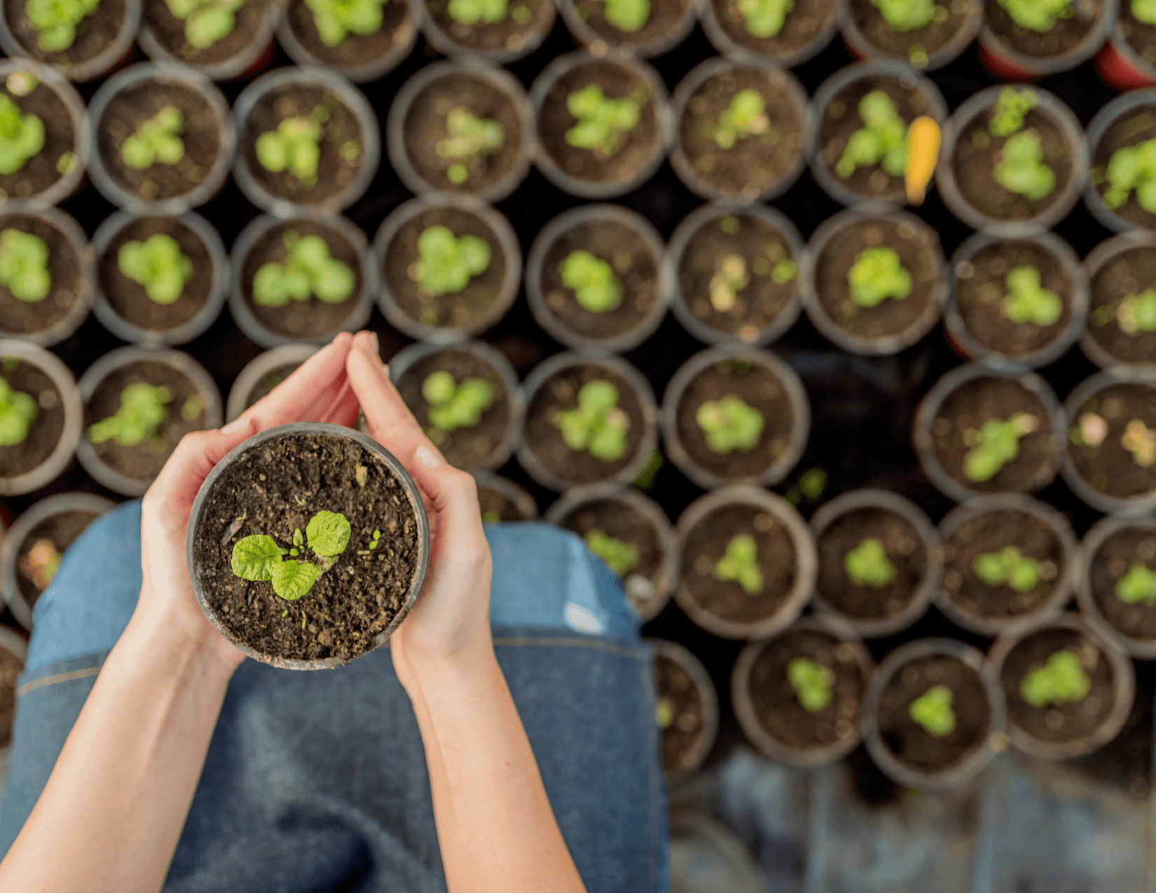 "Connecting people and the earth": the occupational experience of people with different capabilities participating in an inclusive horticultural social enterprise - GrowTH