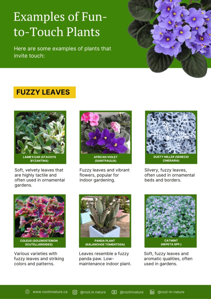 Plants That Stimulate the Sense of Touch