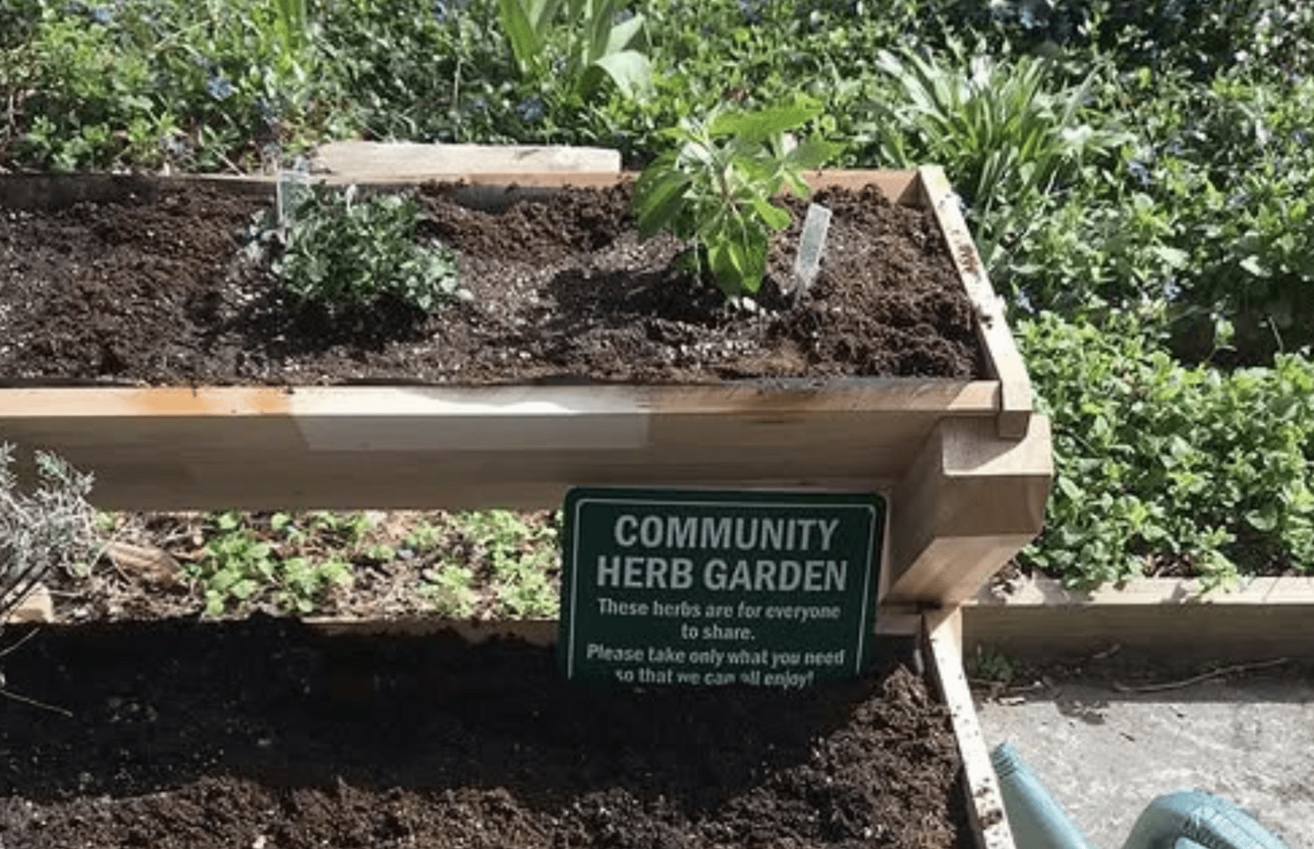 herb garden plant idenitfication signs